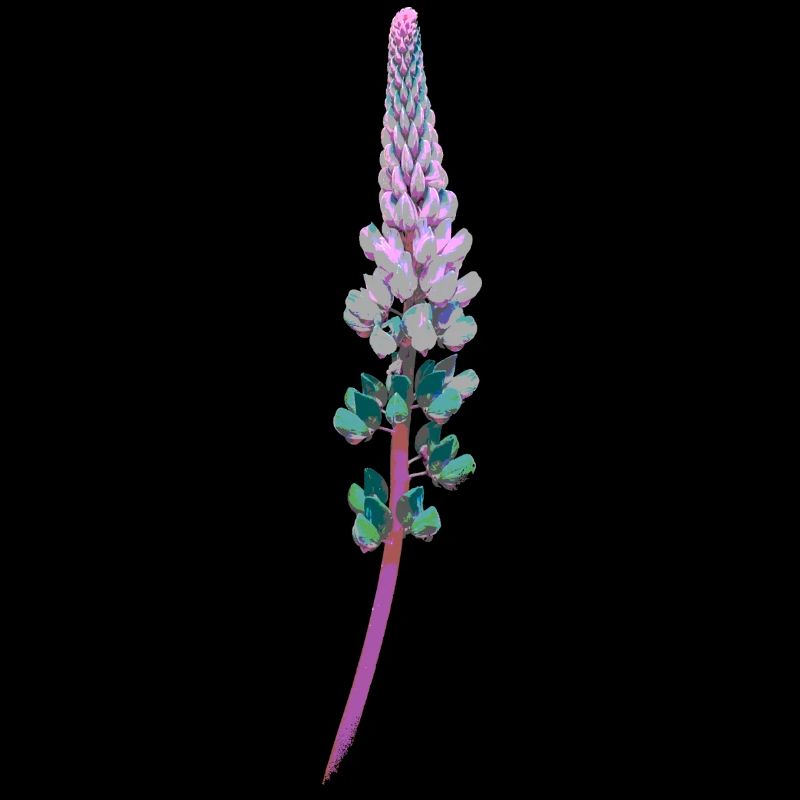 Lupin - Fleur décorative
