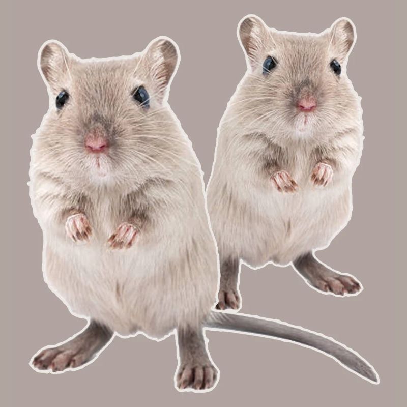 Rennmaus Gerbils Souris de course du désert