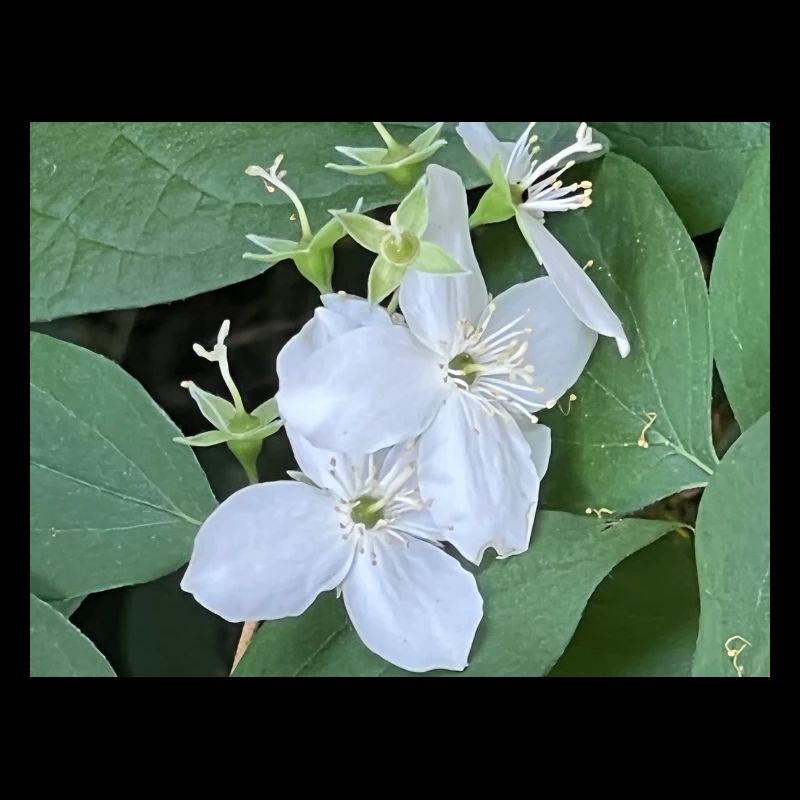 Weiße Blume