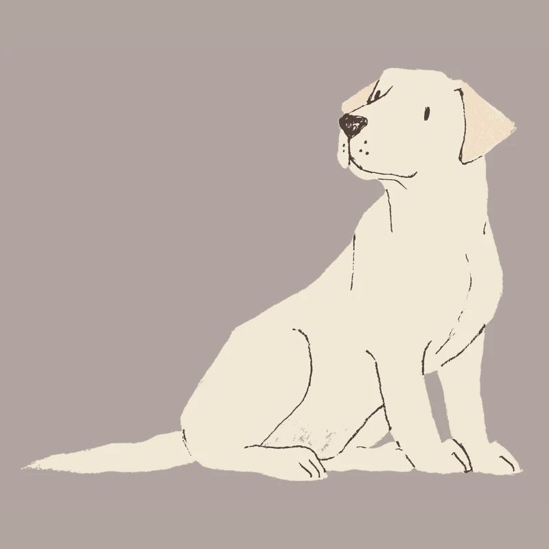 Crème du Labrador