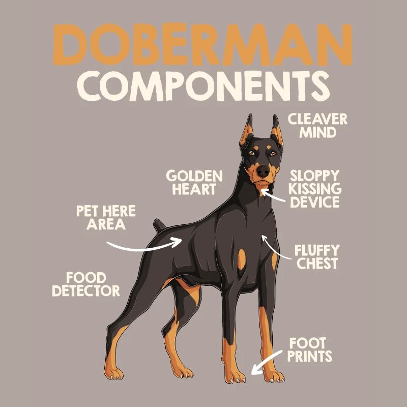 COMPOSANTS DU DOBERMAN Anatomie Doberman
