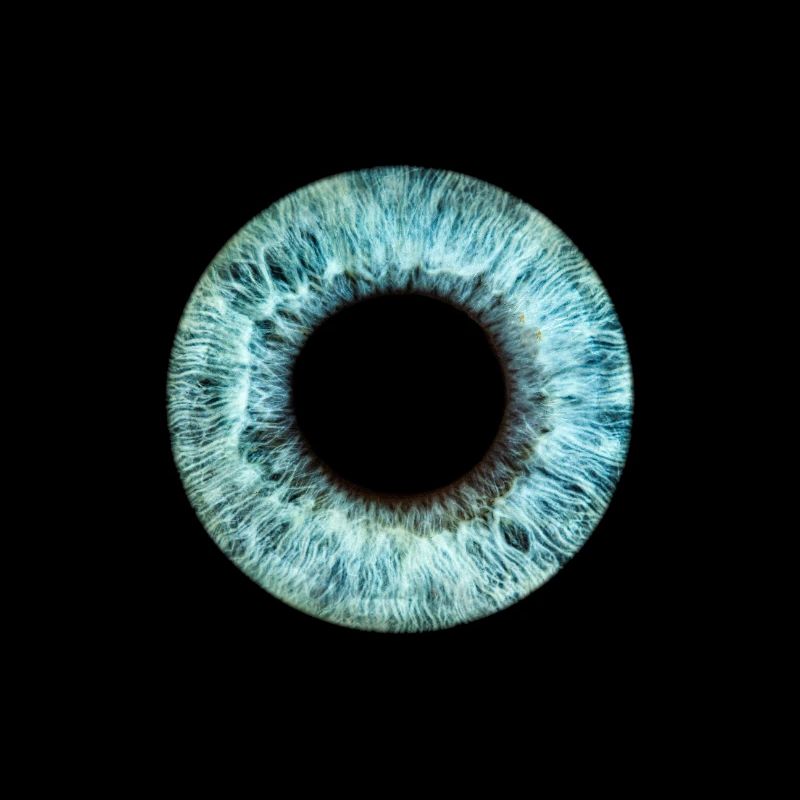 Iris bleu