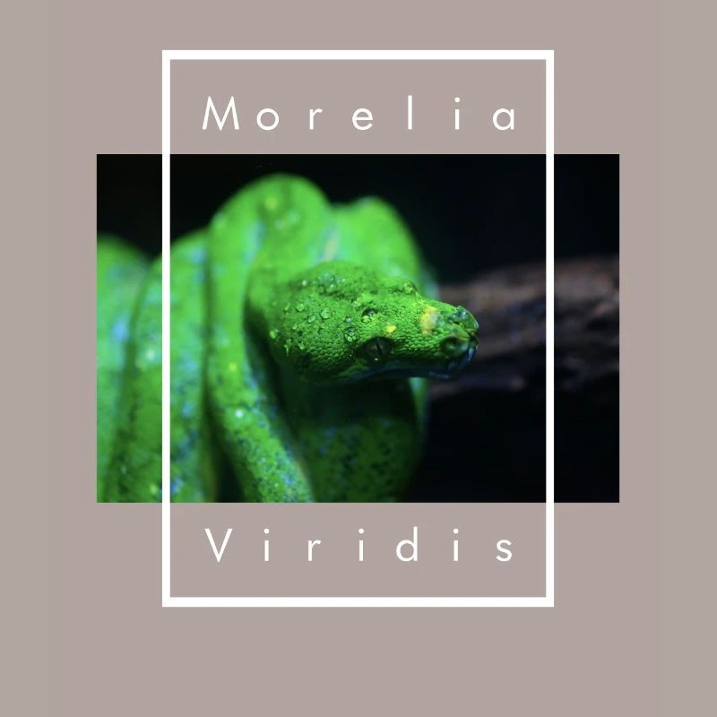 Morelia Viridis Snake Keeper Green Tree Python