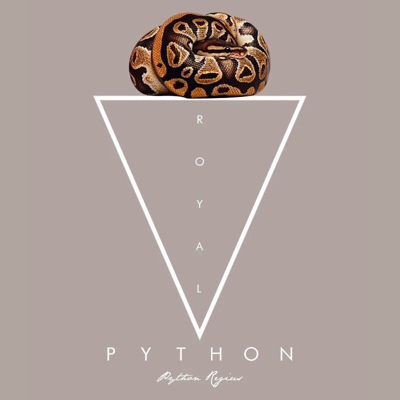 Royal Python géométrique moderne gardien de serpent