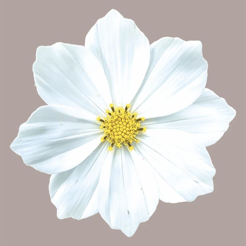 Blume