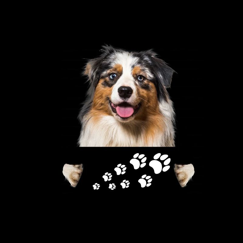 Australian Shepherd