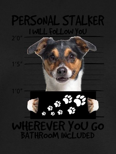 Jack Russel