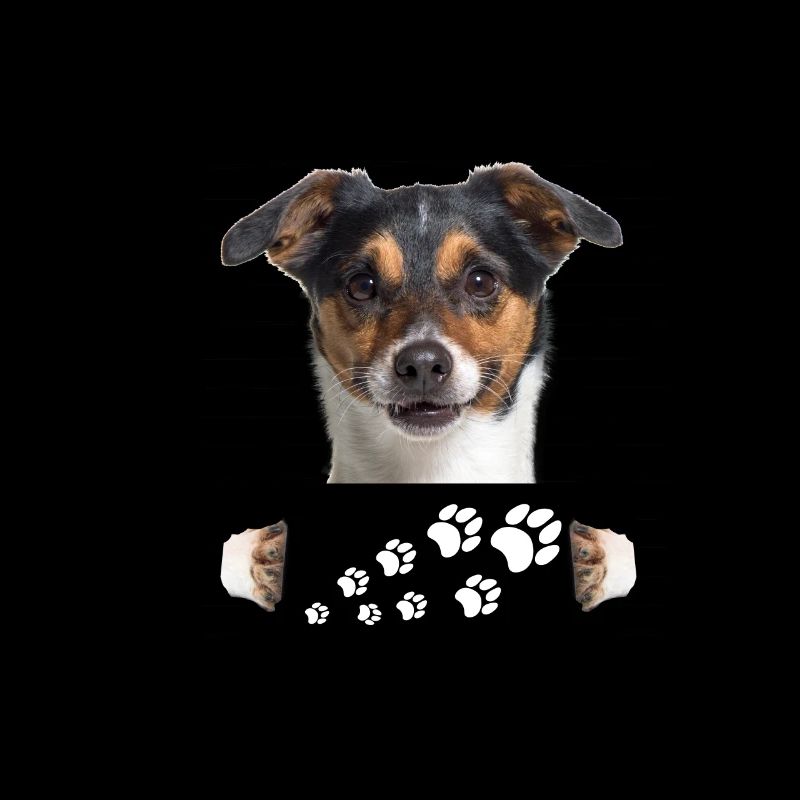 Jack Russel