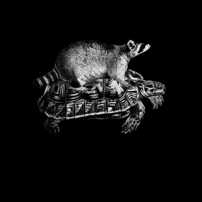 racoon