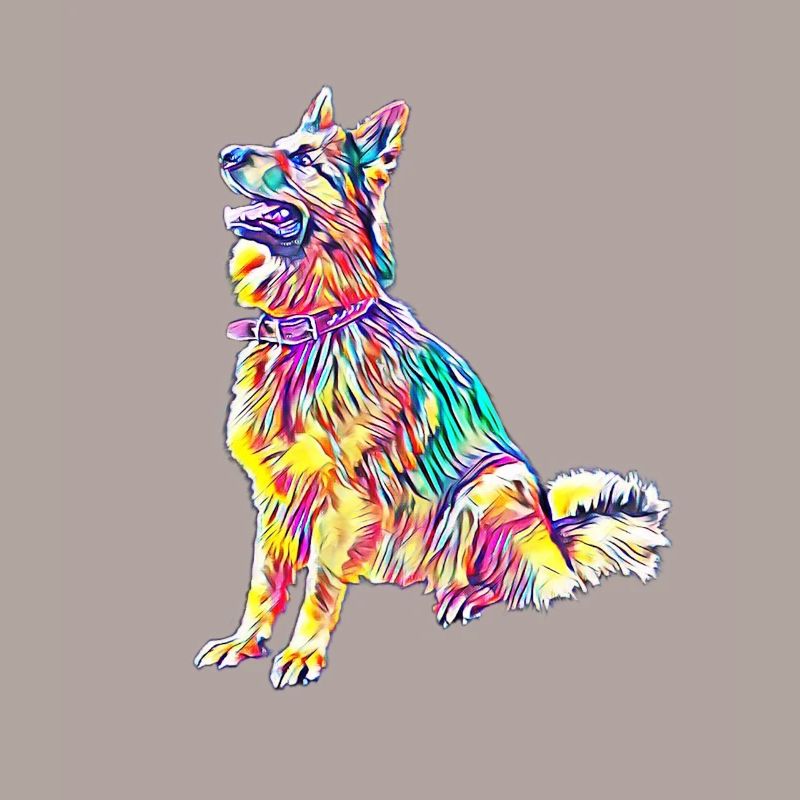 German Shepherd