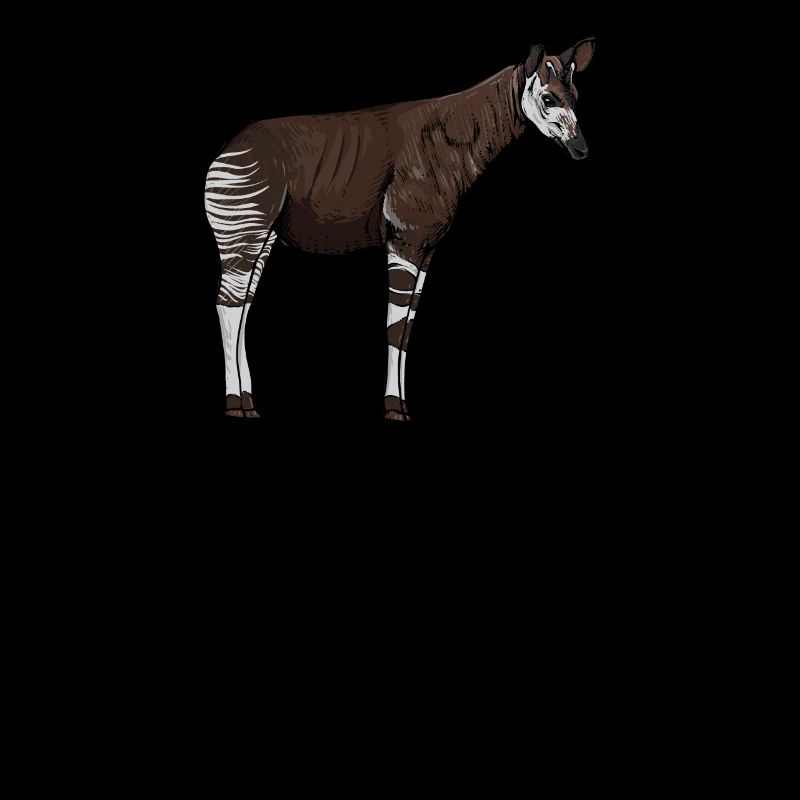 Okapi I forest giraffe from the rainforest for