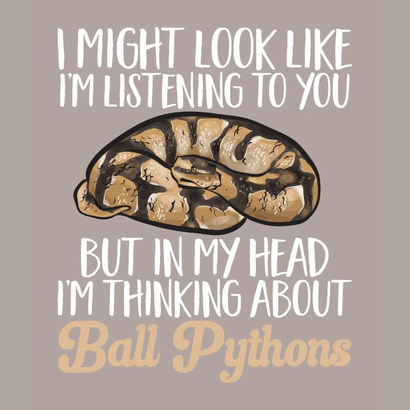 Ball Python Schlange Königspython