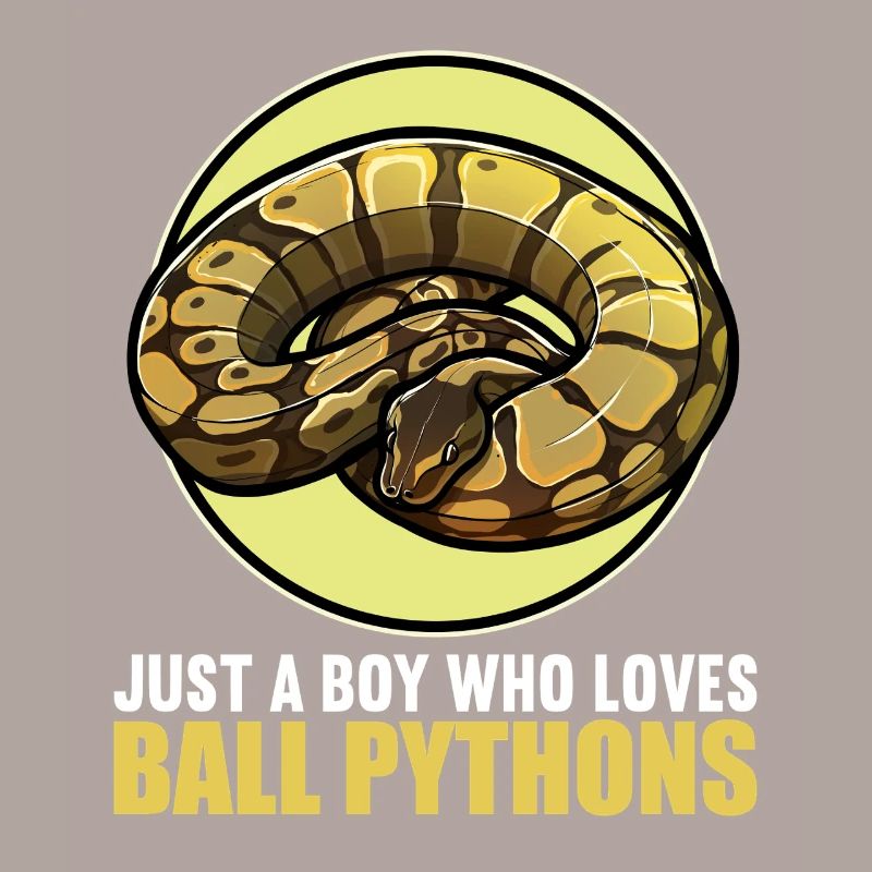 Ball Python Königspythons Königspython