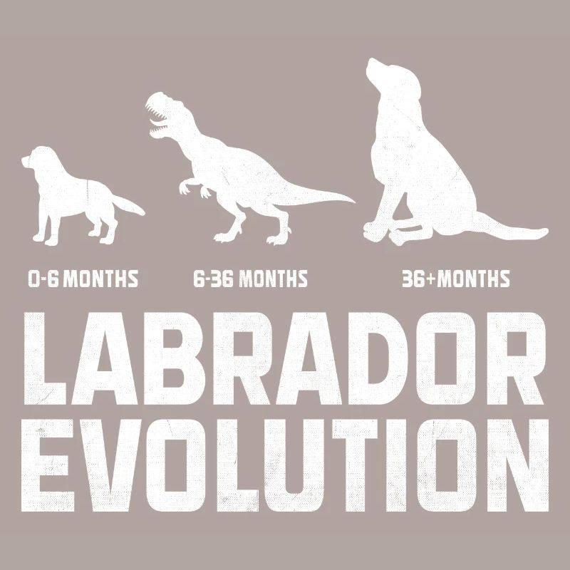Evolution Labrador Retriever Lab Dog Retrievers