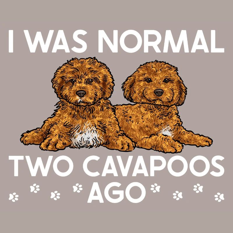 Cavapoo Cavoodle Capoodle Dog