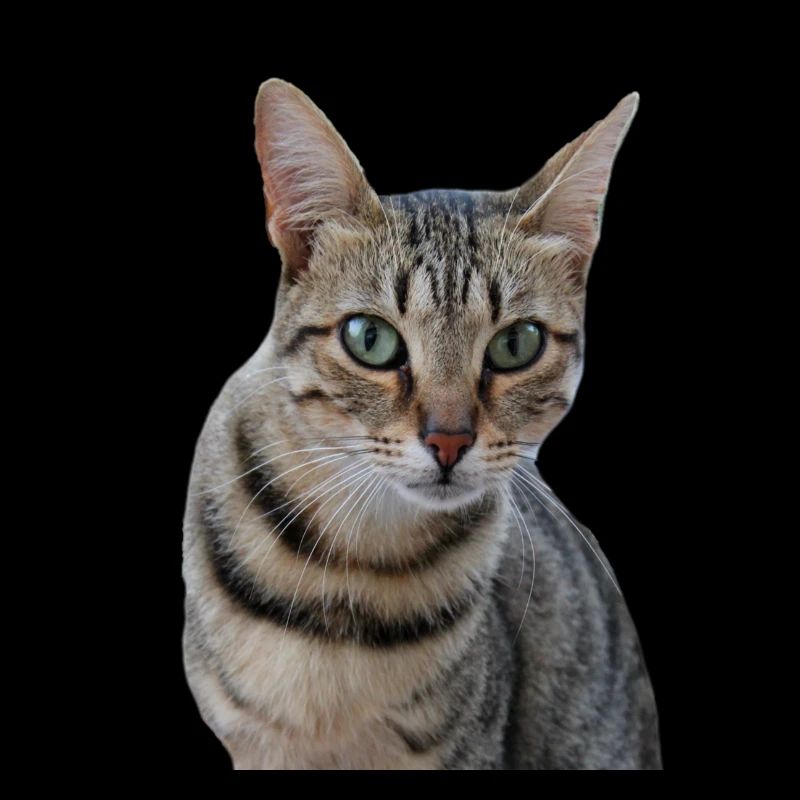 Chats chats