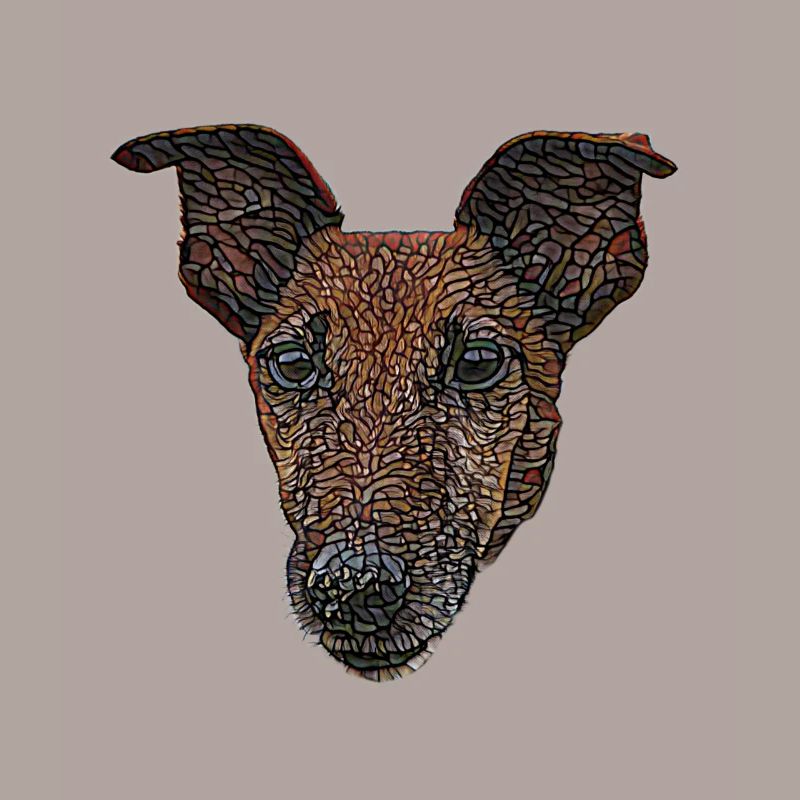 Visage lisse de Fox Terrier