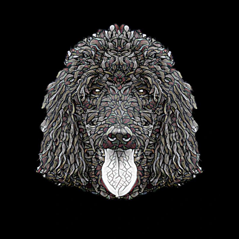 Visage de caniche standard