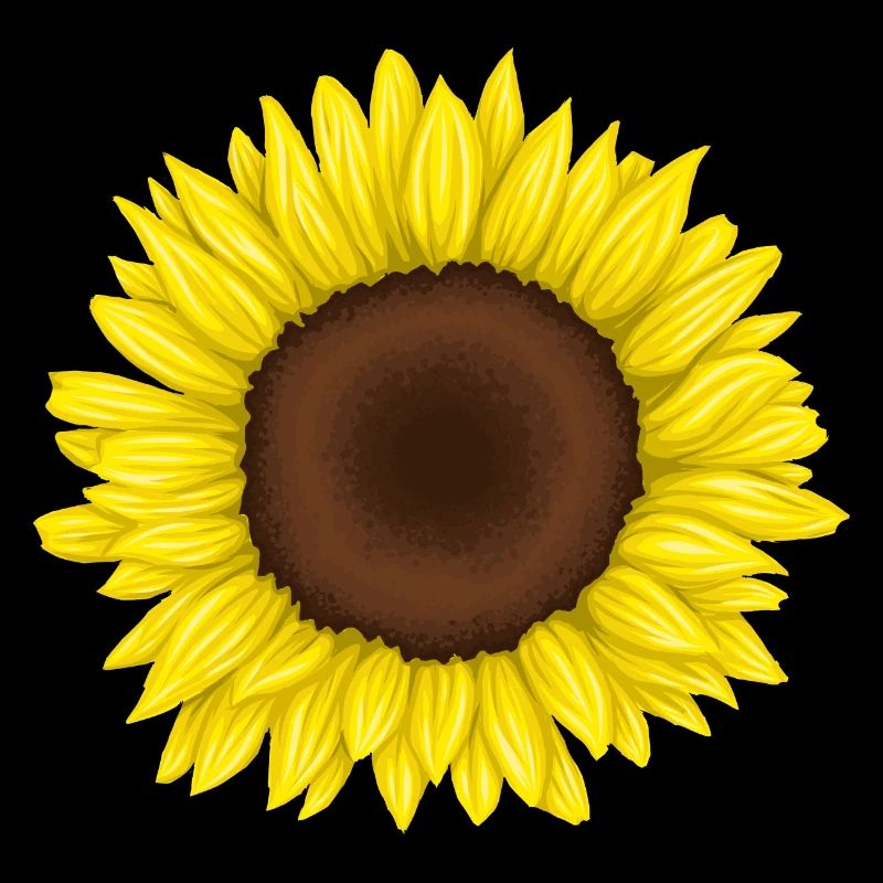 Sonnenblume