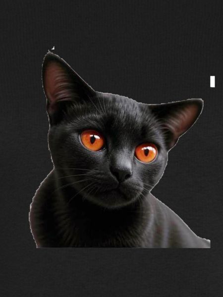 Chat noir
