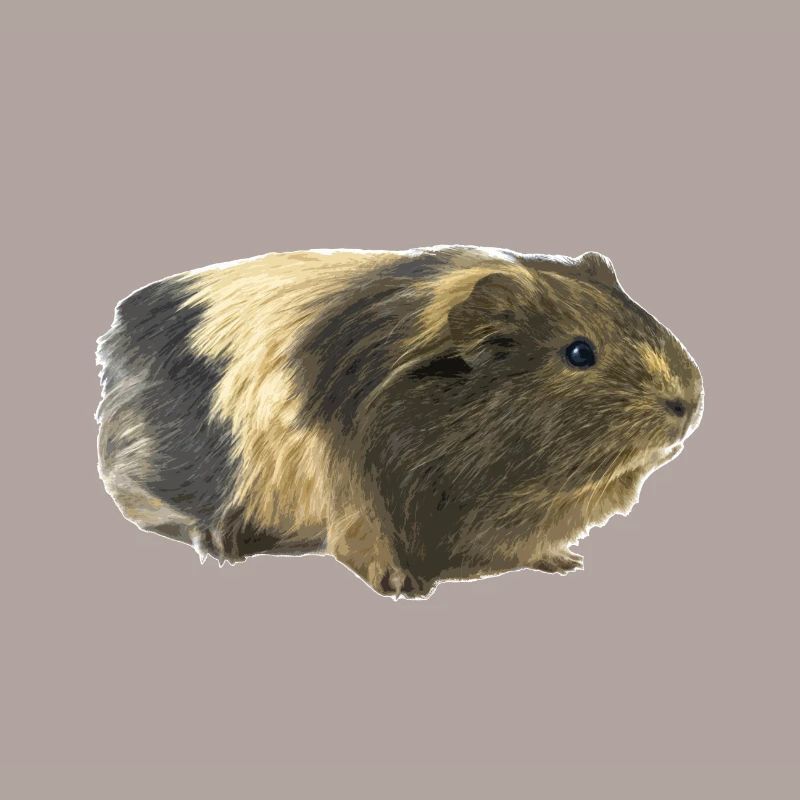 Cochon d'Inde