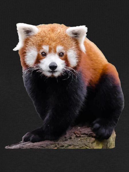 Sweet little red panda and cute cat bear