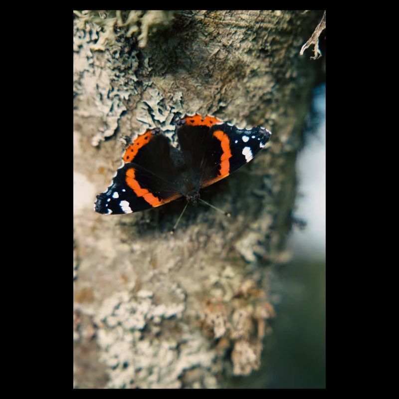 Schmetterling