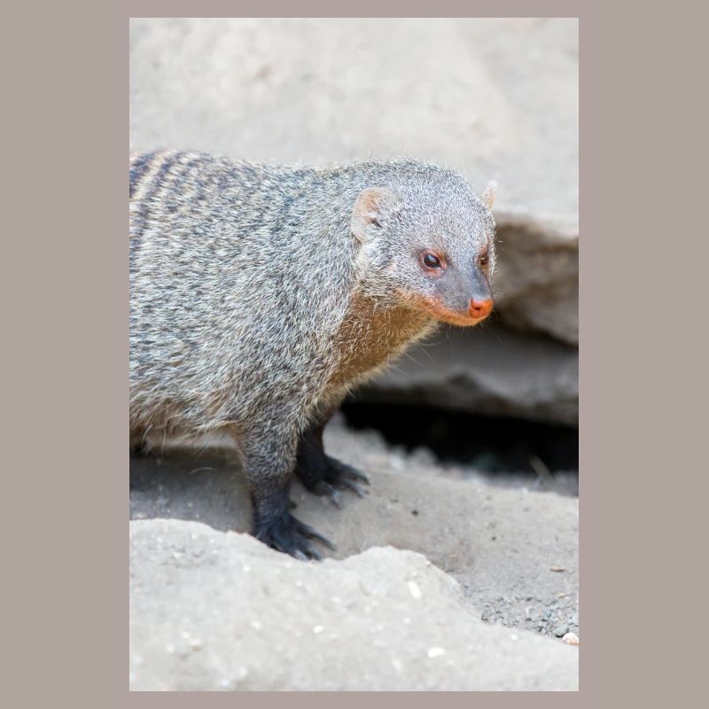 Gebänderte Manguste oder Zebramanguste