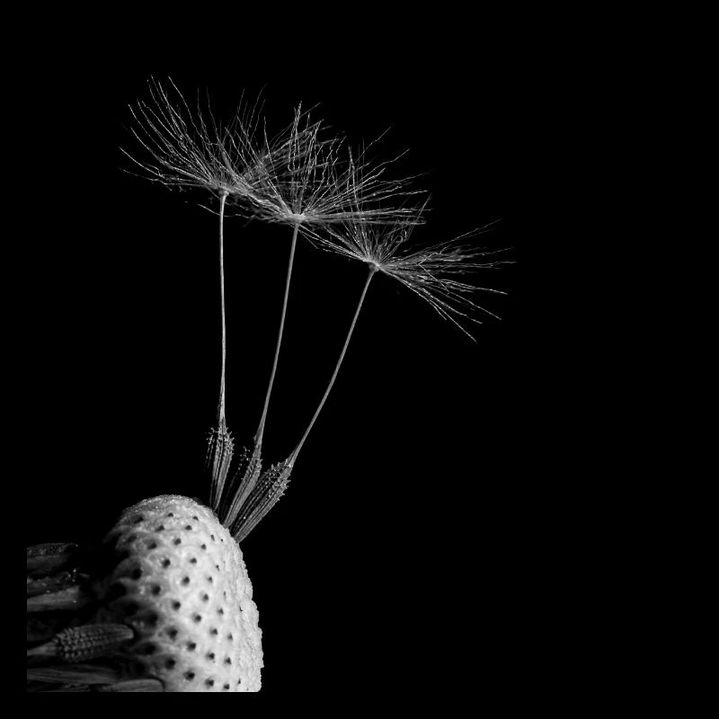 Pusteblume