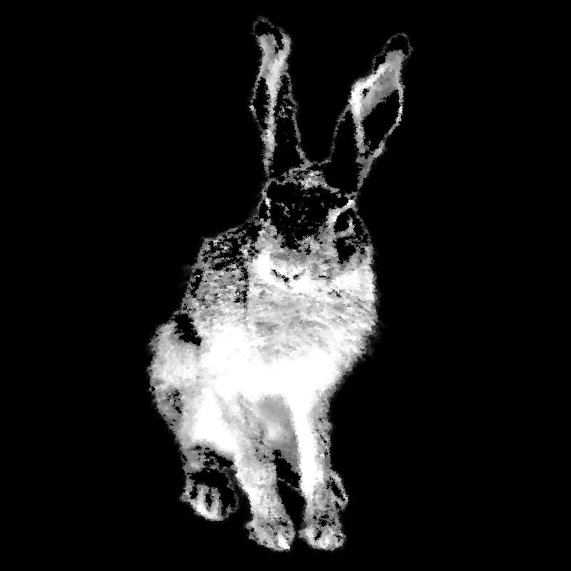 Hase