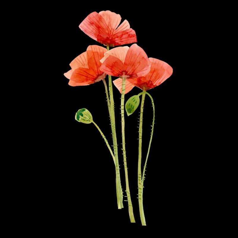 Mohnblumen