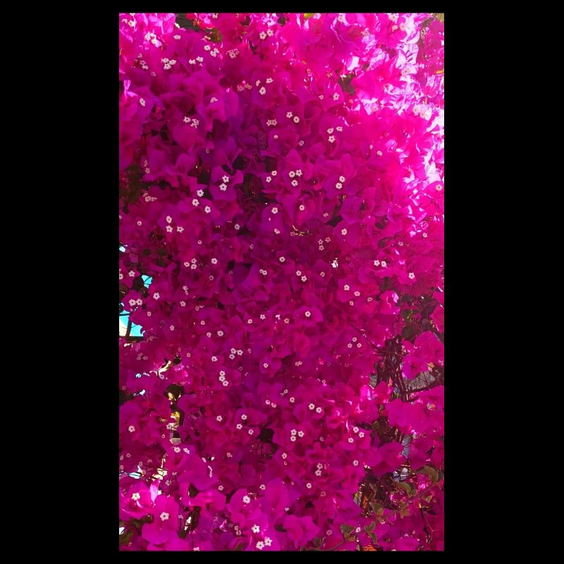 Bougainvillea beautiful tree