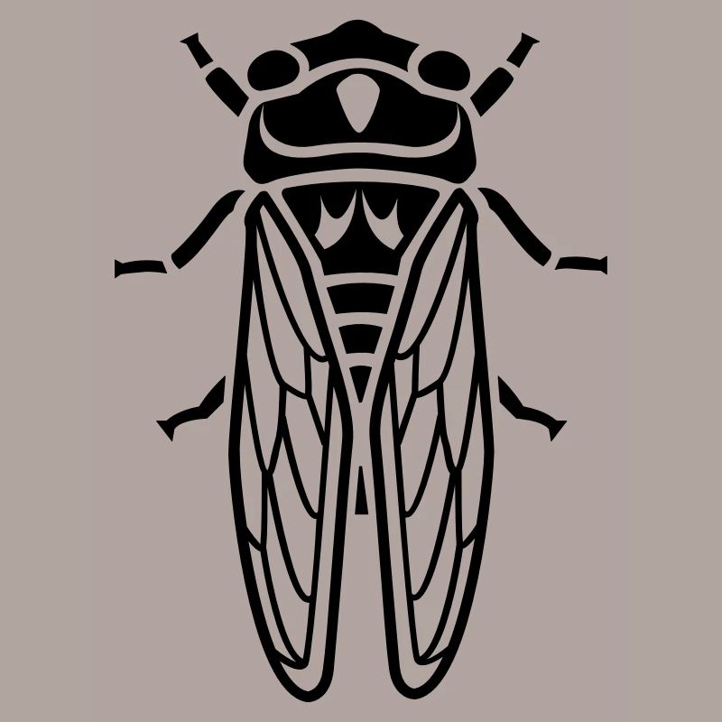 Cicada - insectes