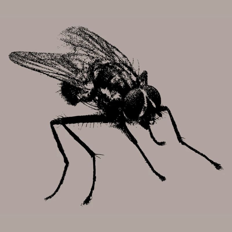 Fliege