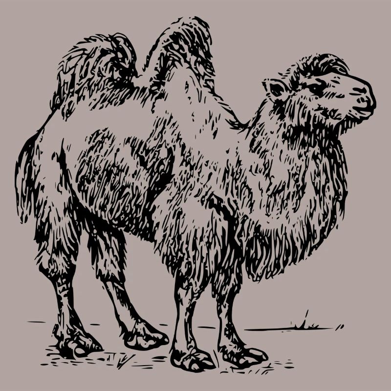 Kamel