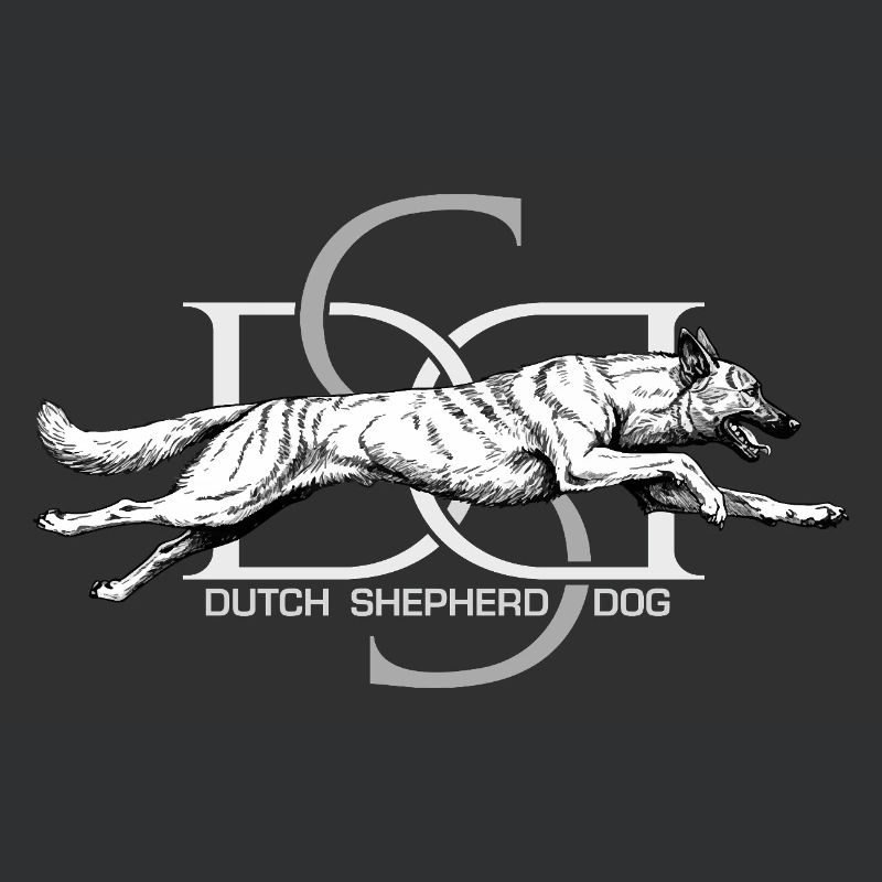 Dutchie - Holländischer Schäferhund