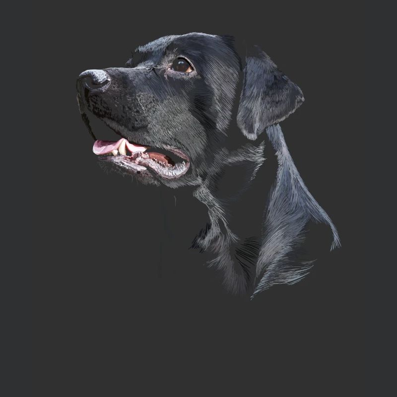 Labrador