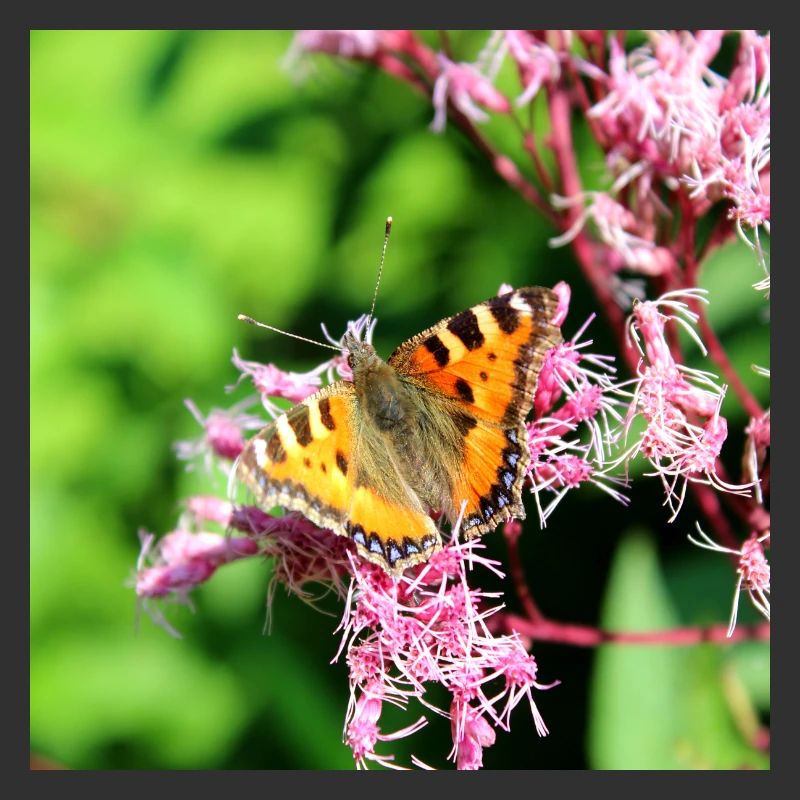 Schmetterlinge