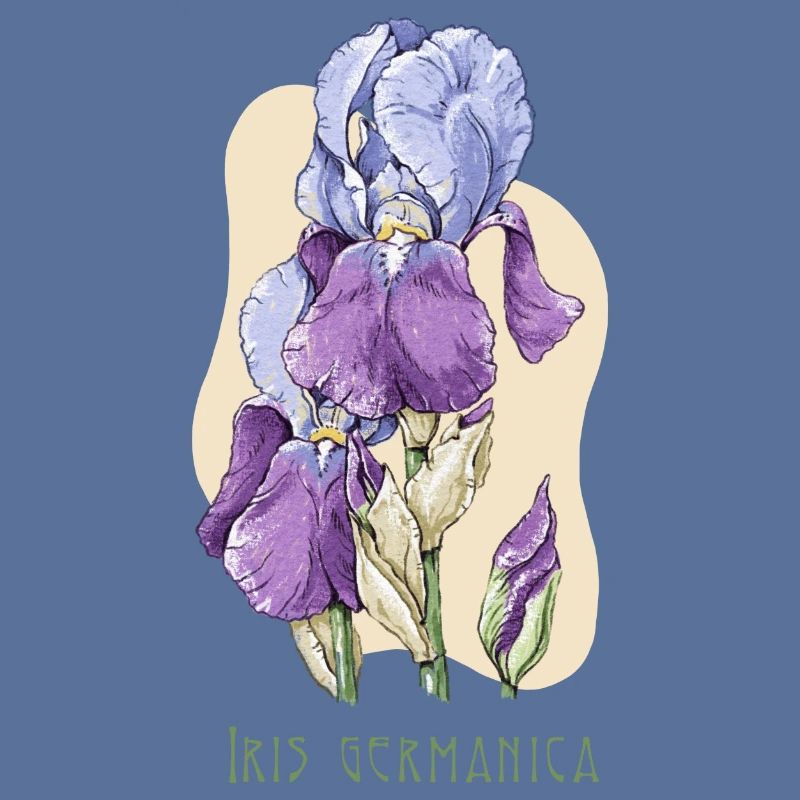 Iris botanical drawing