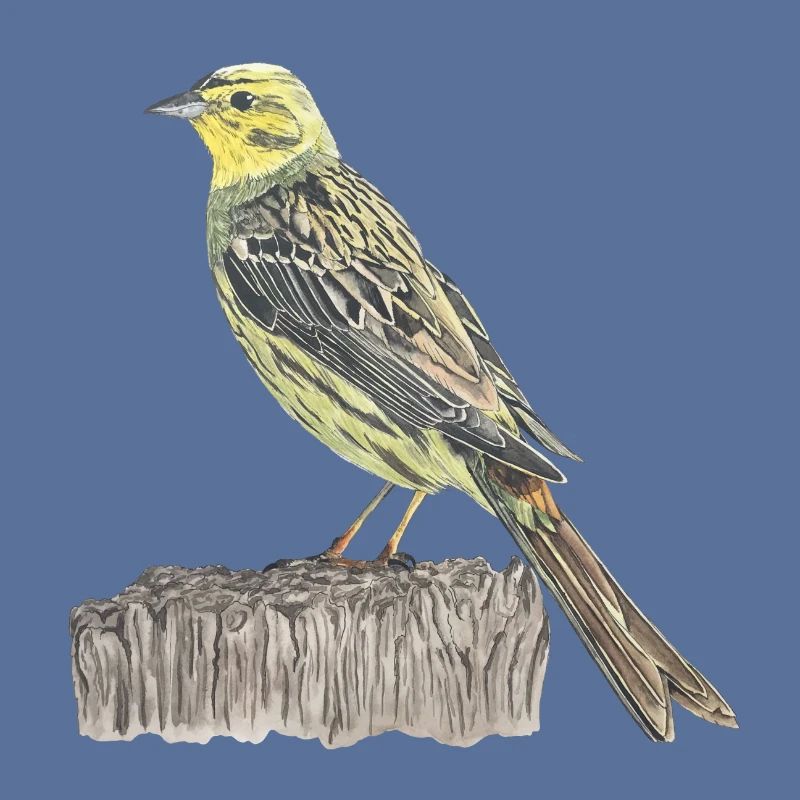 Goldammer Vogel