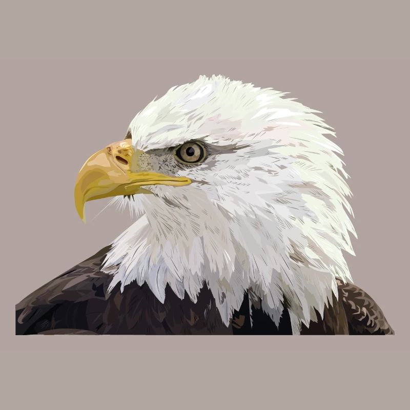Bald eagle