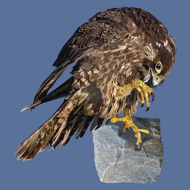 Wanderfalken