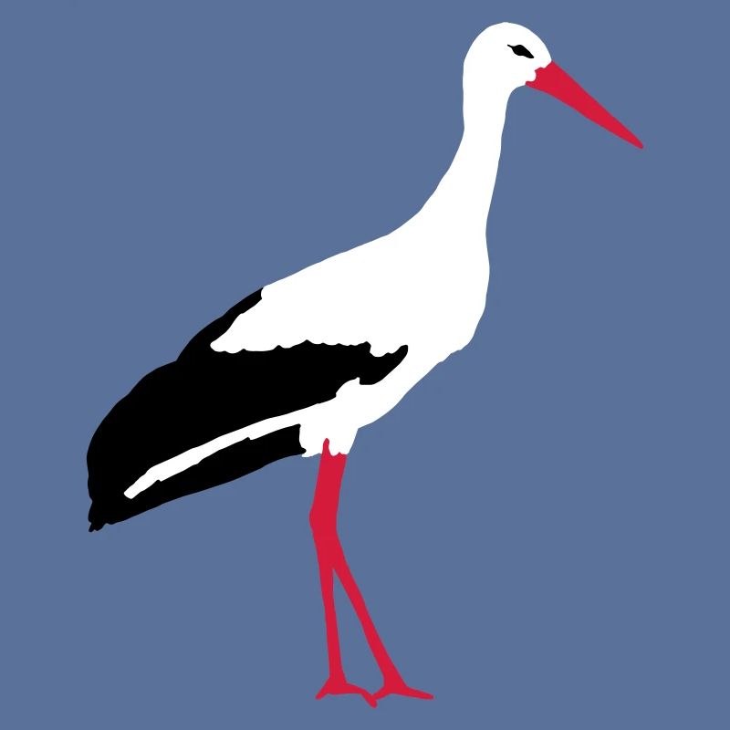 Weißstorch
