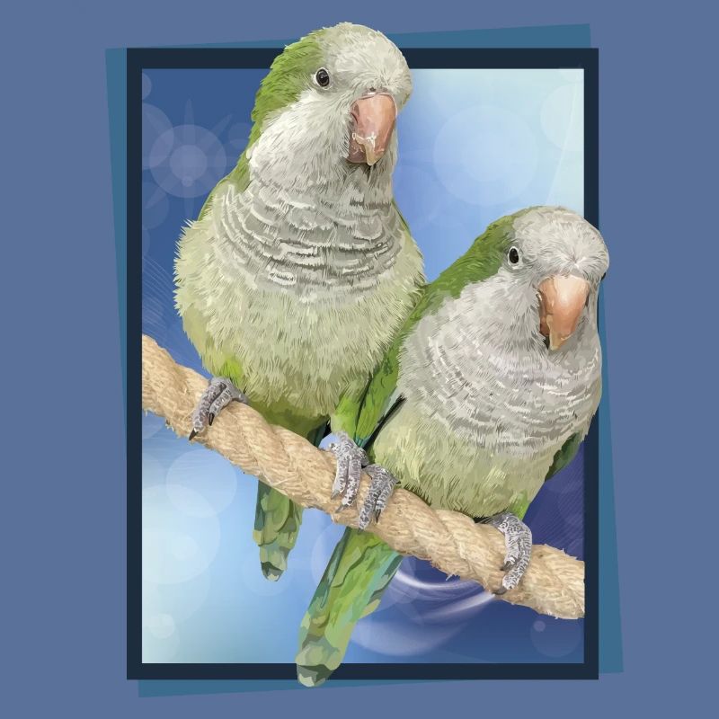 Perruche d’Argentine