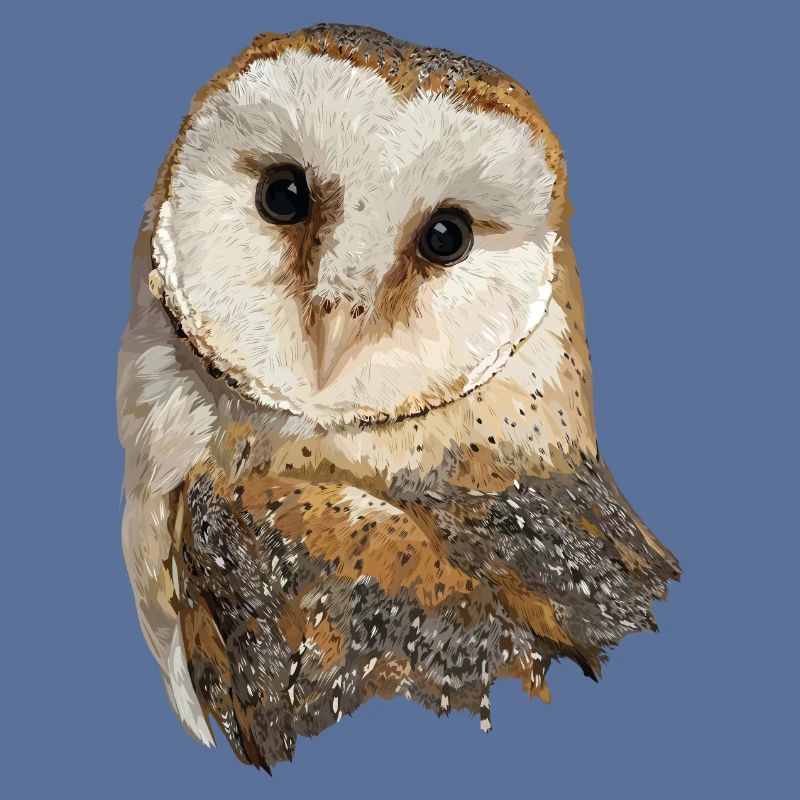 Schleiereule