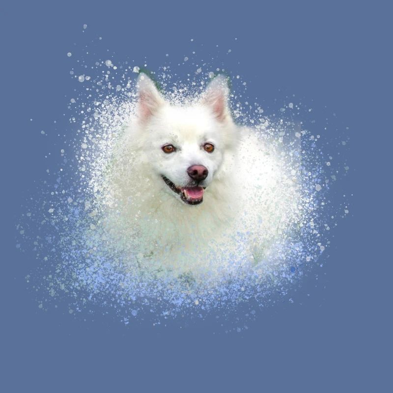 spitz,hund,graffiti,malerei,zwergpsitz