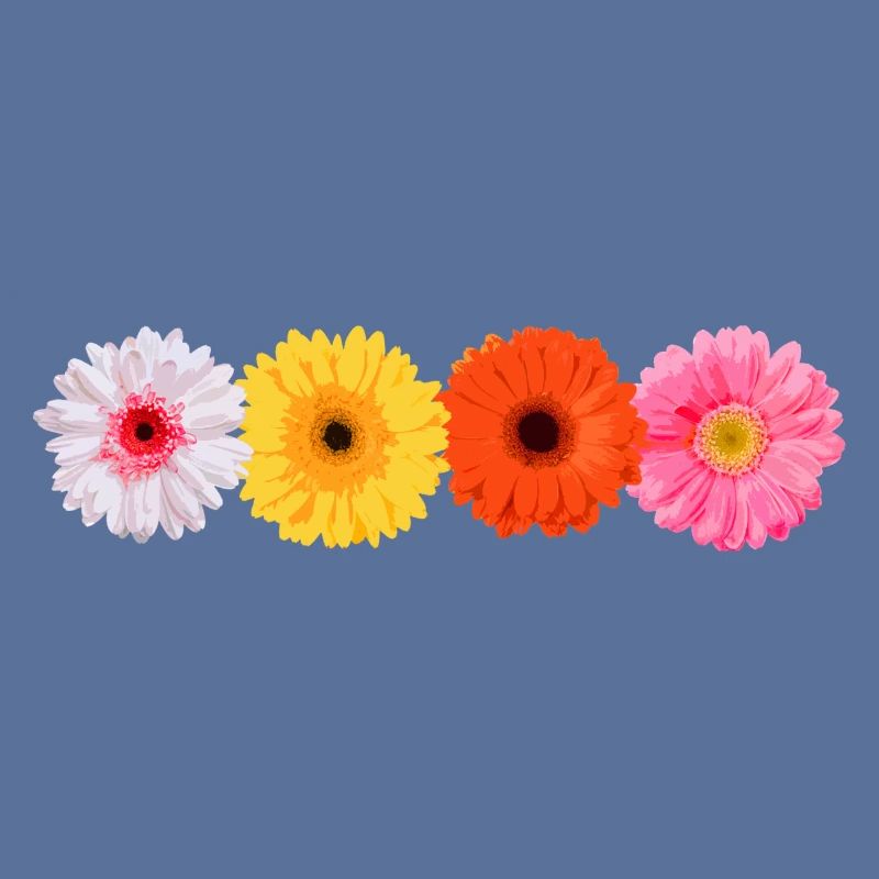 Gerbera