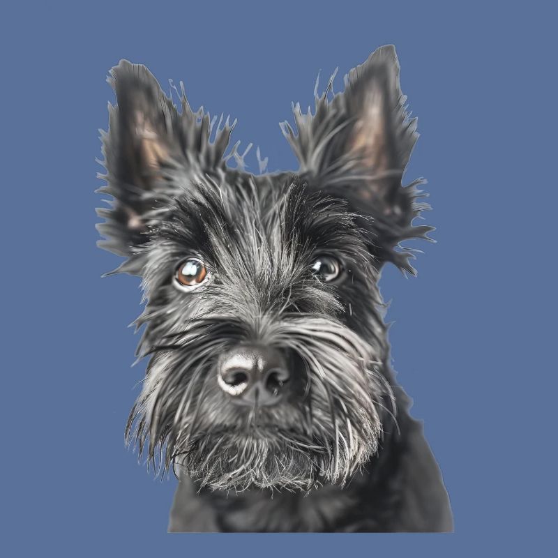 Terrier écossais