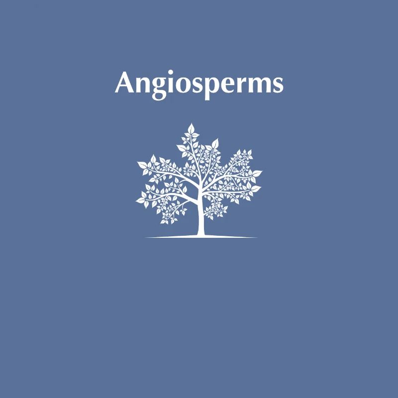 Angiospermes