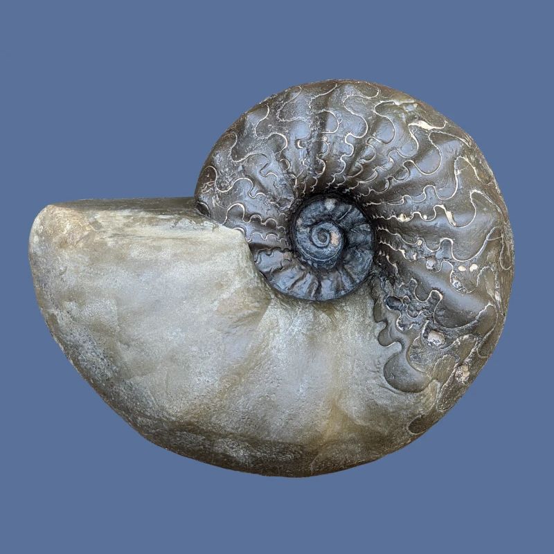 Ceratites